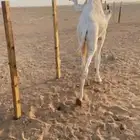نياق