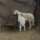 نعجه تحتها خروف ذبيحه وهي مضرع