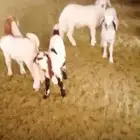 خرفان وتيوس