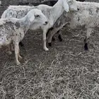 عويد سنها تامه