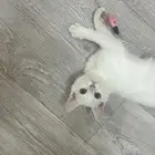 قط ذكر للتبني
