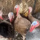 للبيع ديوك رومي