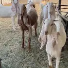 جفار هولنديه