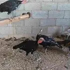 رومي للبيع