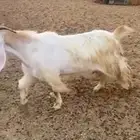 عنز عارضيه خصم