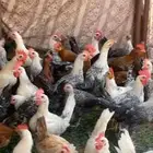 ديوك بلديه