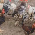ديوك بلدي و فيومي