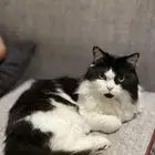 قط ضايع الرياض حي المونسيه