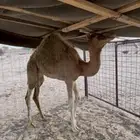بكره للبيع