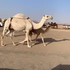 للبيع عشراء ثنيه ع جميع الشروط