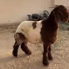 جذع صنف نعيم