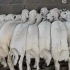 خرفان مسكته