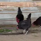 دجاج عراقي