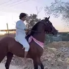 حصان فرنسي ورق