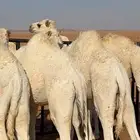 حشو قعدان للبيع