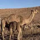 ناقه خواره حليبها وافر و طبع وهداوه ماشاءالله