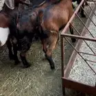تيوس بريه العدد 8