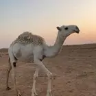 بكره وقعود