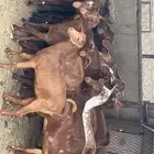 عنقان دهم