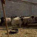 خرفان نعيم جذعان