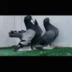زوج كرنقو بلوبار