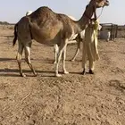 حمرا رحول ابل (( ملاقي قربب ))