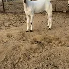 مشروع بيشي