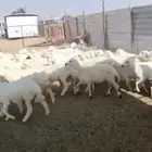 للبيع بهم العدد 55