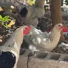 طقم براهما كلومبي فاخر