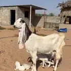 للبيع عنز متوم معها 3