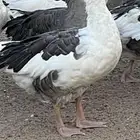 انثى وز