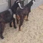 تيوس. بريه. مخاصي. العمر 7 اشهر. البيع 2100 ريال جمله