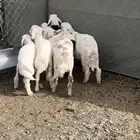 طليان ذبايح