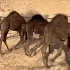 قعدان