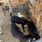 تيوس وطليان للبيع