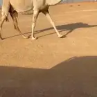 لقحة