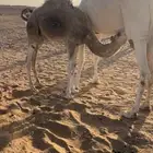 حاشي حليب شحم وجبر