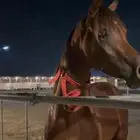 خيل