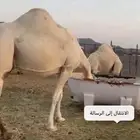 البيع ناقه وضح طيبه بالحليب