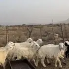 طليان ضحايا