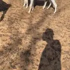 بيشيات فواخر دفيع