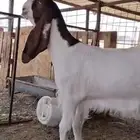 جفارات مقاني