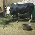 بقرة