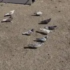 حمام للبيع او البدل
