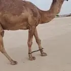 بعير اشعل كفو