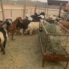غنم مراح