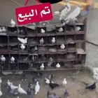 الي يبي انشر له اغراض ايا  شي يجيني وتساب