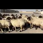 غنم نعيم مراح شرط الدفيع