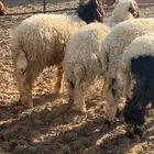 هرافا نعيم