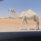 وضحا رباع لقحه طيبه